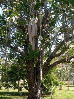 [Tree with huge pods hanging from it. Pods resemble sausages.]